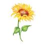 SanerLian Sunflowers Temporary Tattoo Sticker Watercolor Waterproof Women Girls Back Shoulder Arm Body Art 10.5X6cm Set of 12