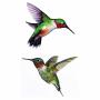 WYUEN 12 PCS Hummingbirds Temporary Tattoo Sticker for Women Men Fashion Body Art Adults Waterproof Hand Fake Tatoo 9.8X6cm (FW12-24)