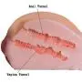 [ 5 in 1 ] Best Milf Ass Male Sex Toy for Men, Lifelike Lifesize Doll, Adult Masturbator for Masturbation, Vibrating Cock Ring, 1 Sex Lube, 1 Sex Toy Cleaner, 1 Boob Squeeze Ball …