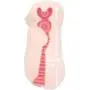 USA Seller: Toysheart Fairy