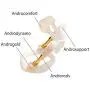 Penile Stretcher Exerciser Enlarge Your Penis Naturally Male Enlargement for Man,Vibrator Sex Toys4 Man Dildo Adult Toys,Strap On Vibrant Prostate Massaging Toy,Massager Anal Plug Bullet A Penile Stretcher Exerciser Enlarge Your Penis Naturally Male Enlargement for Man,Vibrator Sex Toys4 Man Dildo Adult Toys,Strap On Vibrant Prostate Massaging Toy,Massager Anal Plug Bullet A