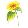 SanerLian Sunflowers Temporary Tattoo Sticker Watercolor Waterproof Women Girls Back Shoulder Arm Body Art 10.5X6cm Set of 12