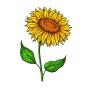 SanerLian Sunflowers Temporary Tattoo Sticker Watercolor Waterproof Women Girls Back Shoulder Arm Body Art 10.5X6cm Set of 12
