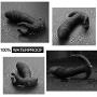 Joyclub Massager Men Rechargeable Stimulator Massaging Toys Slient Soft Skin-Friendly Dispatched from US,A026