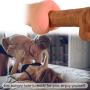 Male Masturbator Adult Sex Toy, 3D Realistic Mini Ass Anal Pocket Pussy Double Function Hollow Penis Sleeve for Men Masturbation, Soft Realistic Dildo for Women Couples