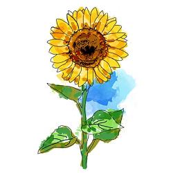 SanerLian Sunflowers Temporary Tattoo Sticker Watercolor Waterproof Women Girls Back Shoulder Arm Body Art 10.5X6cm Set of 12